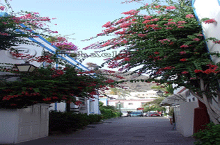 Side Street with Bouganvilleas